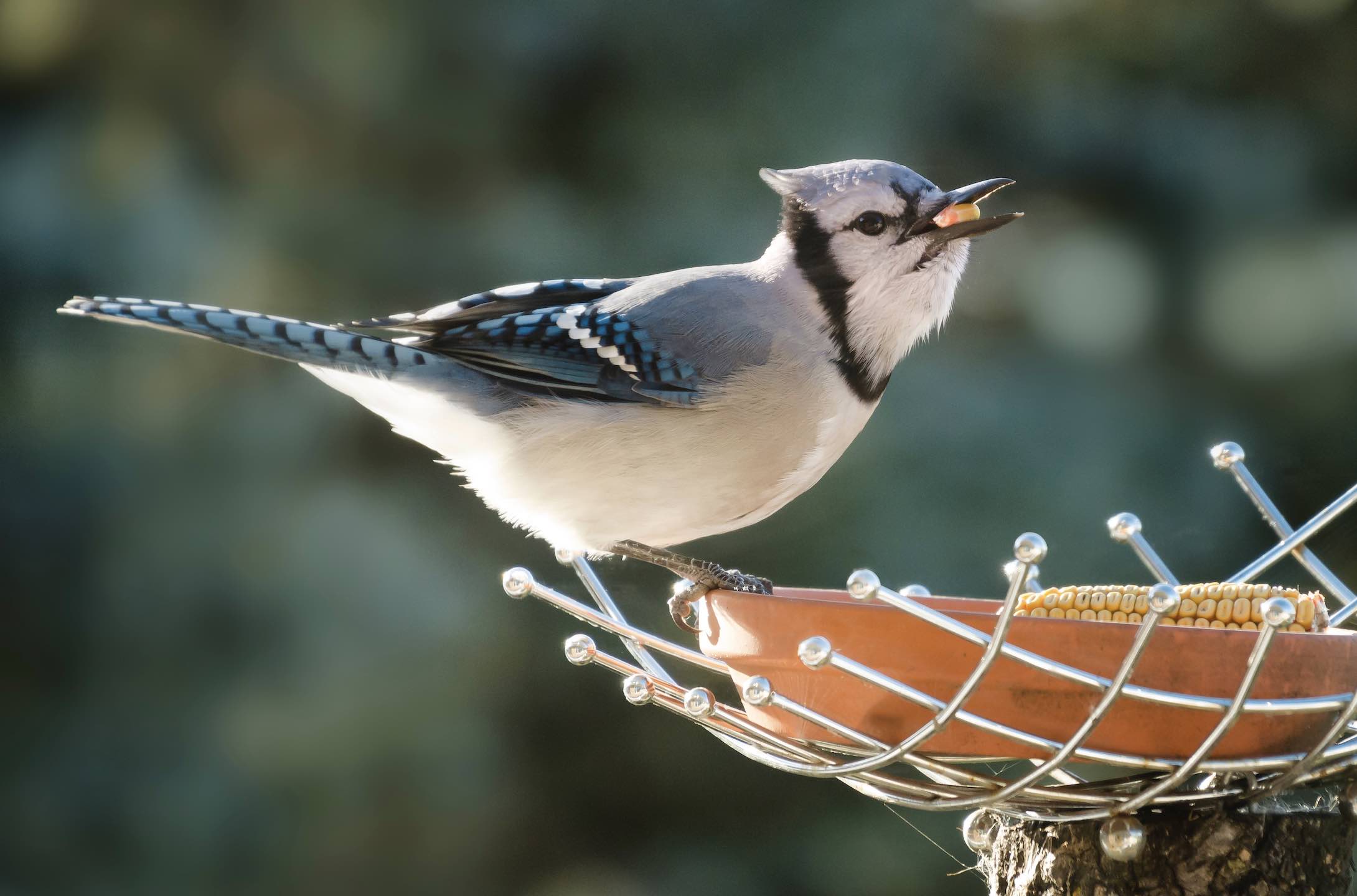 faye-cornish-Blue Jay at bird feeder birds are returning